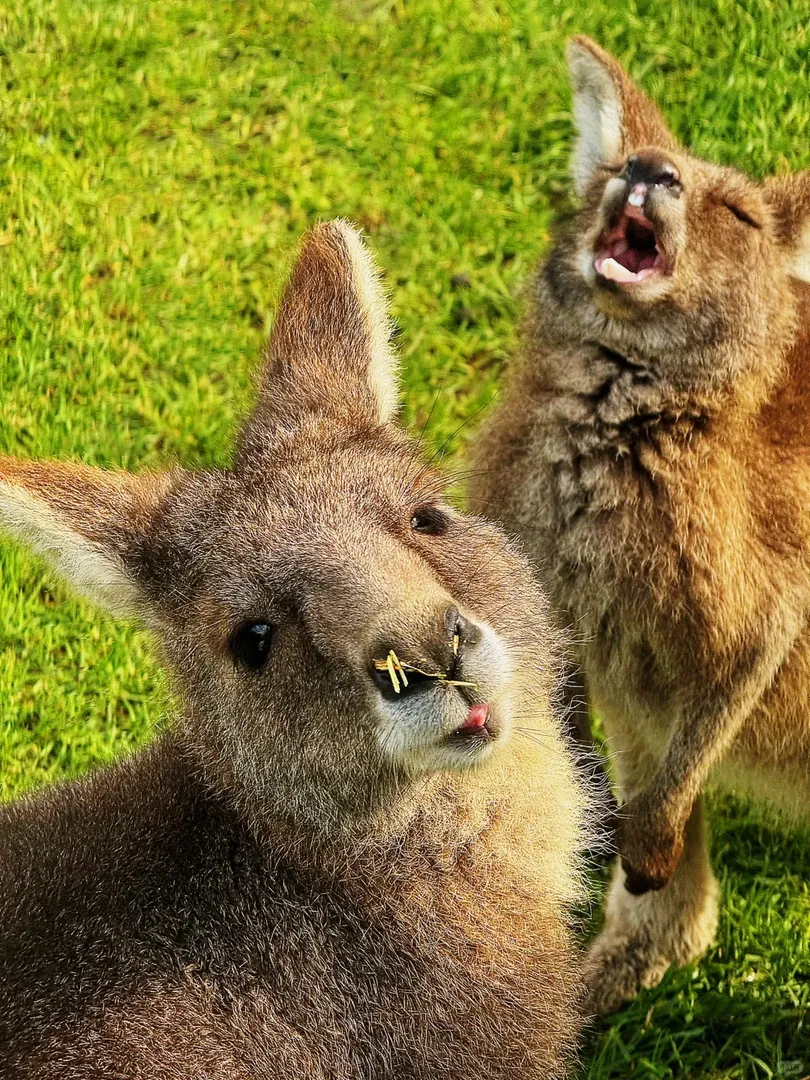 澳大利亞🇦🇺墨爾本Zoo🦘