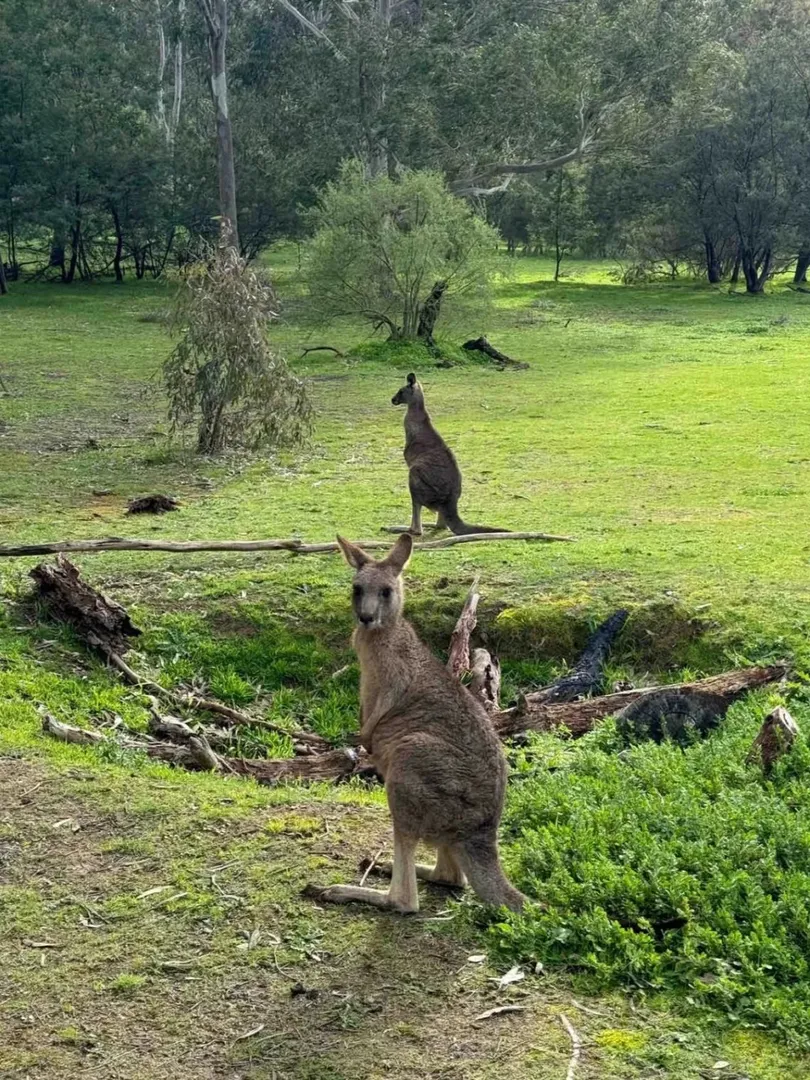 🇦🇺墨爾本的🦘可愛s了