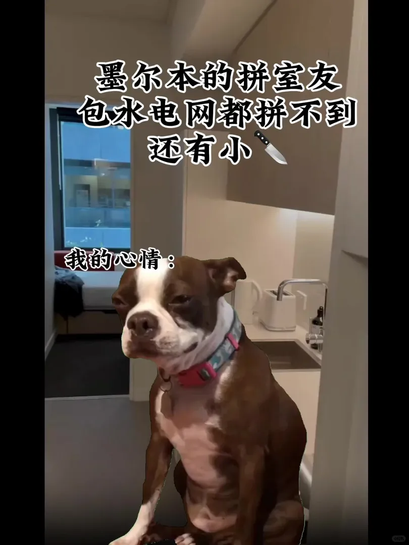 論，墨爾本，誰有我慘？拼室友難的掉頭髮
