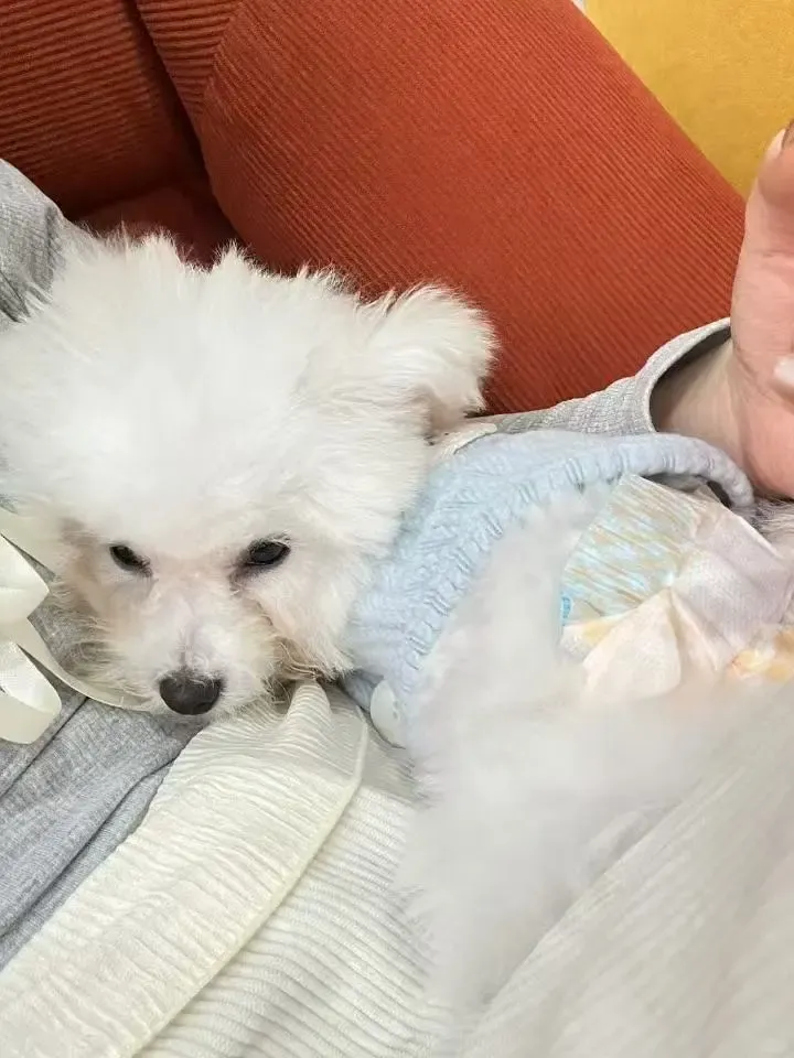 愛丁堡留學生春節回國：寵物寄存全攻略🐾