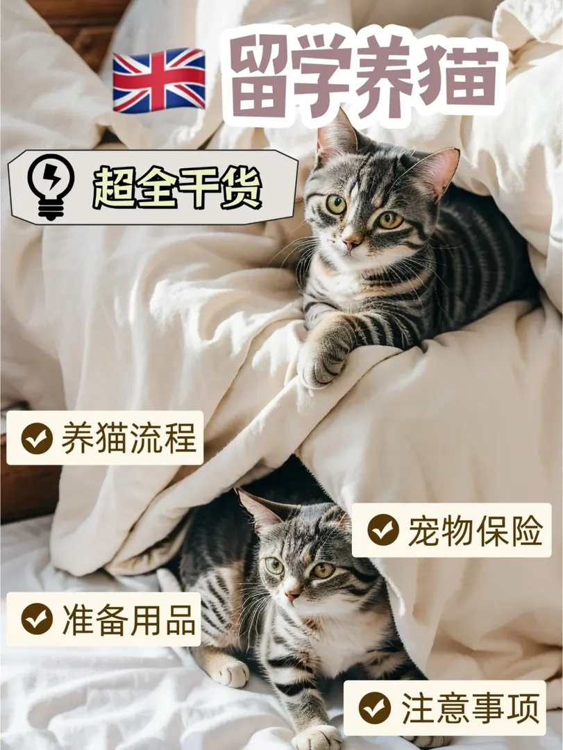 🇬🇧英國留學養貓超詳細乾貨指南
