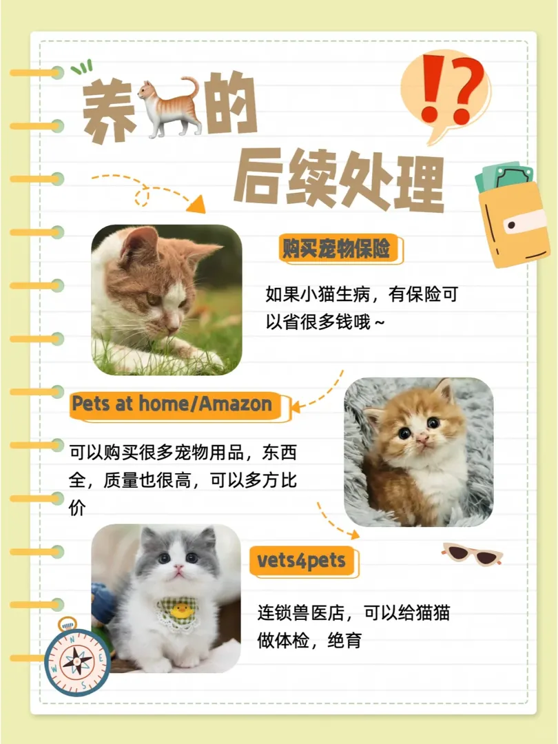 🇬🇧英國留學養貓超詳細乾貨指南