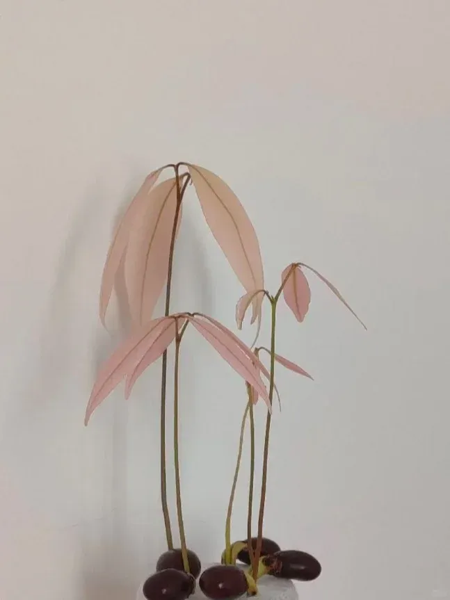 荔枝核她竟然發芽了 
