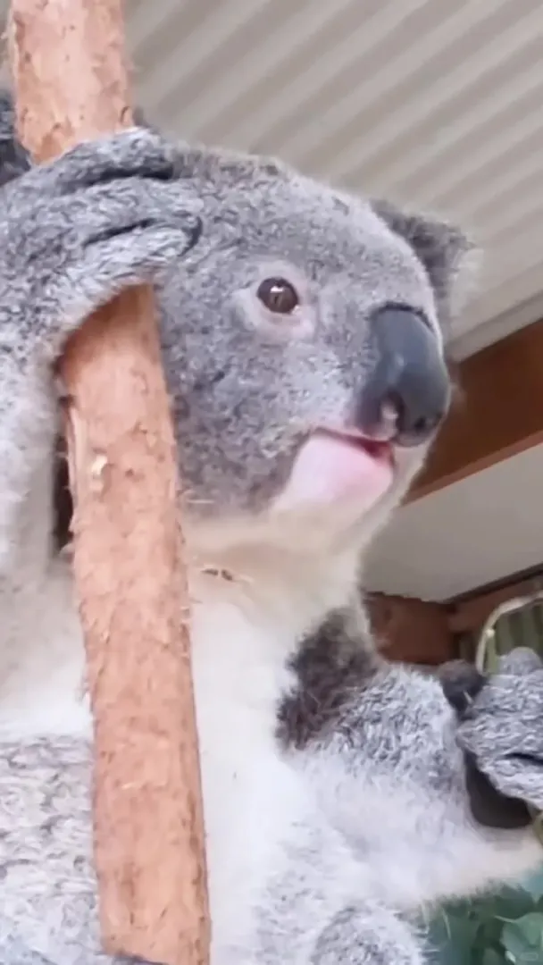 捕捉到一心只想乾飯的🐨