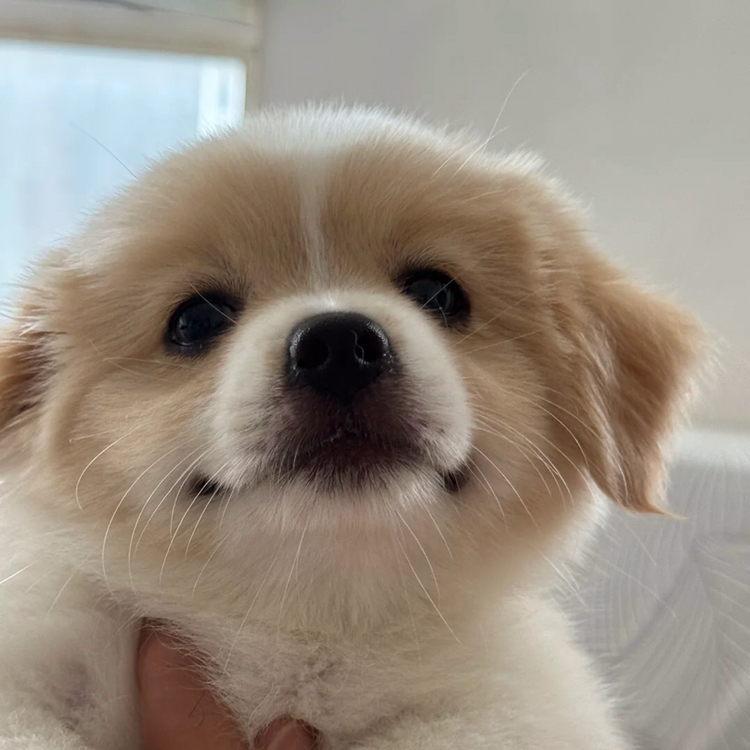 急❗️倫敦 🏠3b在線蹲室友 近ic