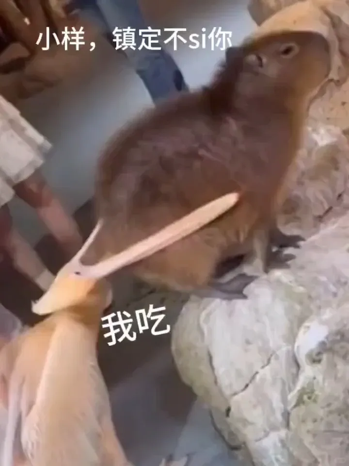 不是，卡皮巴拉情緒這麼穩定麼