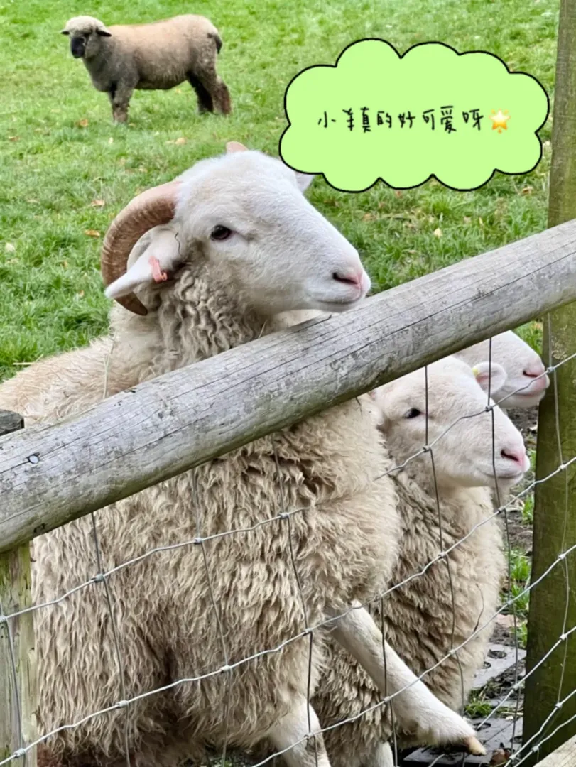 🇬🇧倫敦｜🆓的動物農場快來玩兒！