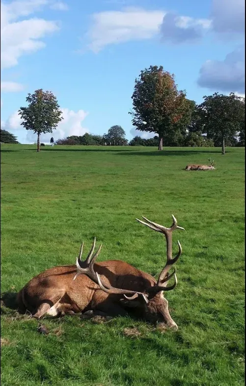 打卡諾丁漢Gardens|Deer park