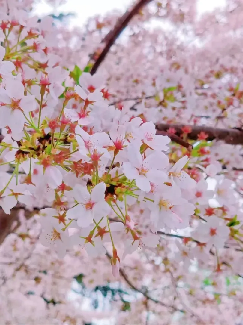 避開人潮｜倫敦3月賞櫻花地➕拍照匯總🌸