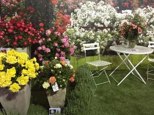 📷墨爾本三月，國際花卉展｜出片的神❗️