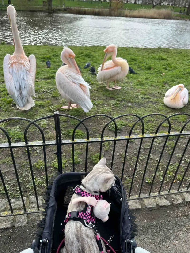 倫敦公園好像一個動物園！