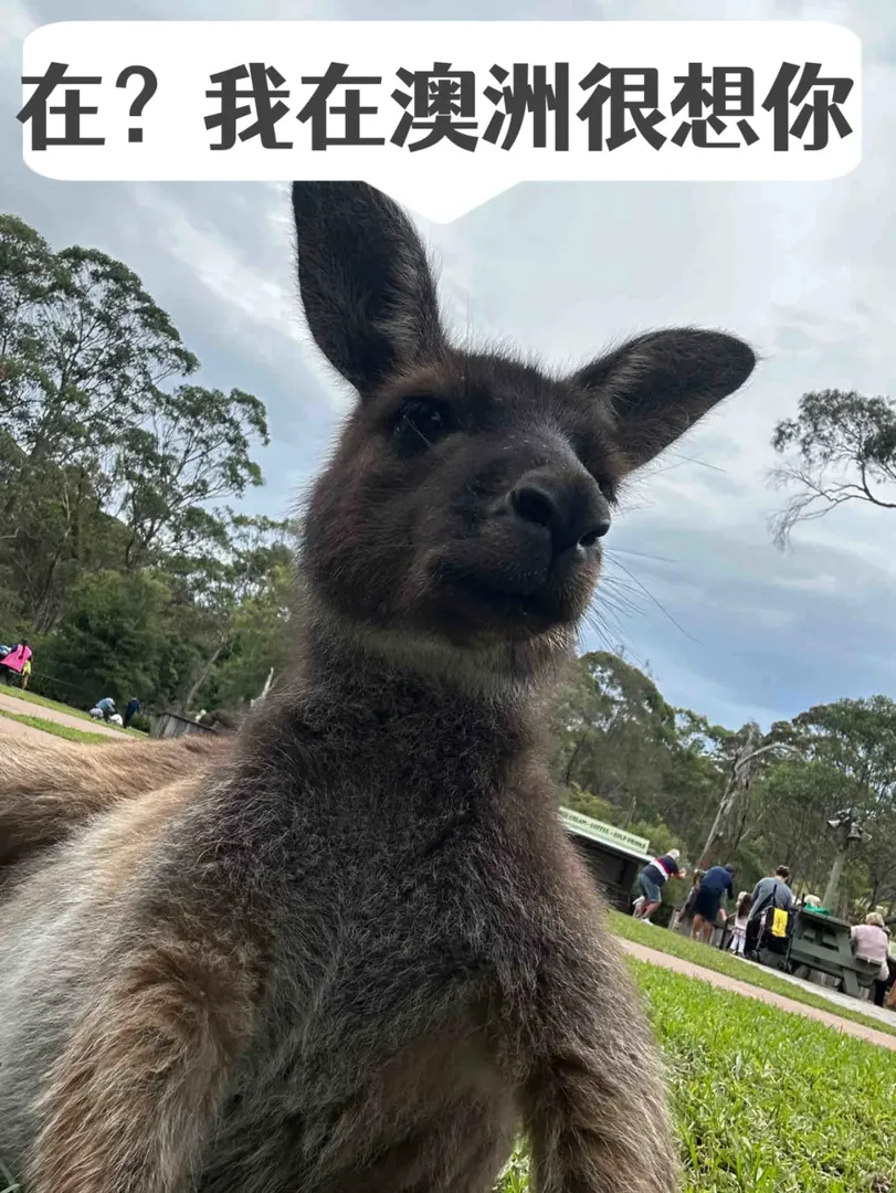 我們澳洲留子都是騎袋鼠🦘上學的啊