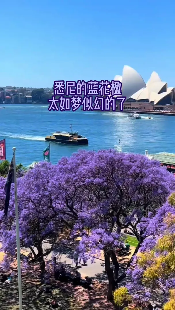 雪梨的藍花楹太如夢似幻了