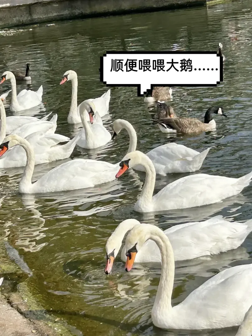 📍倫敦｜海德公園☀️有陽光的日子太好了