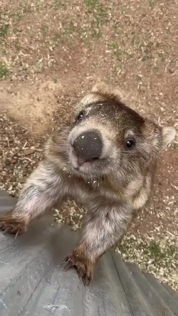 沉浸式欣賞可可愛愛沒腦袋的小動物們～