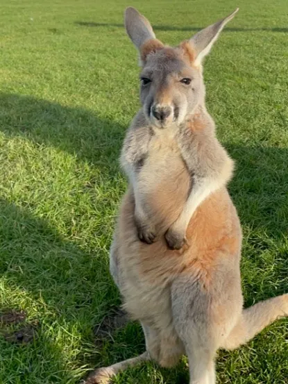 澳洲這個Philip Island Wildlife Park值嗎