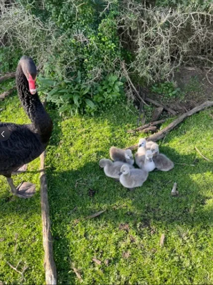 澳洲這個Philip Island Wildlife Park值嗎