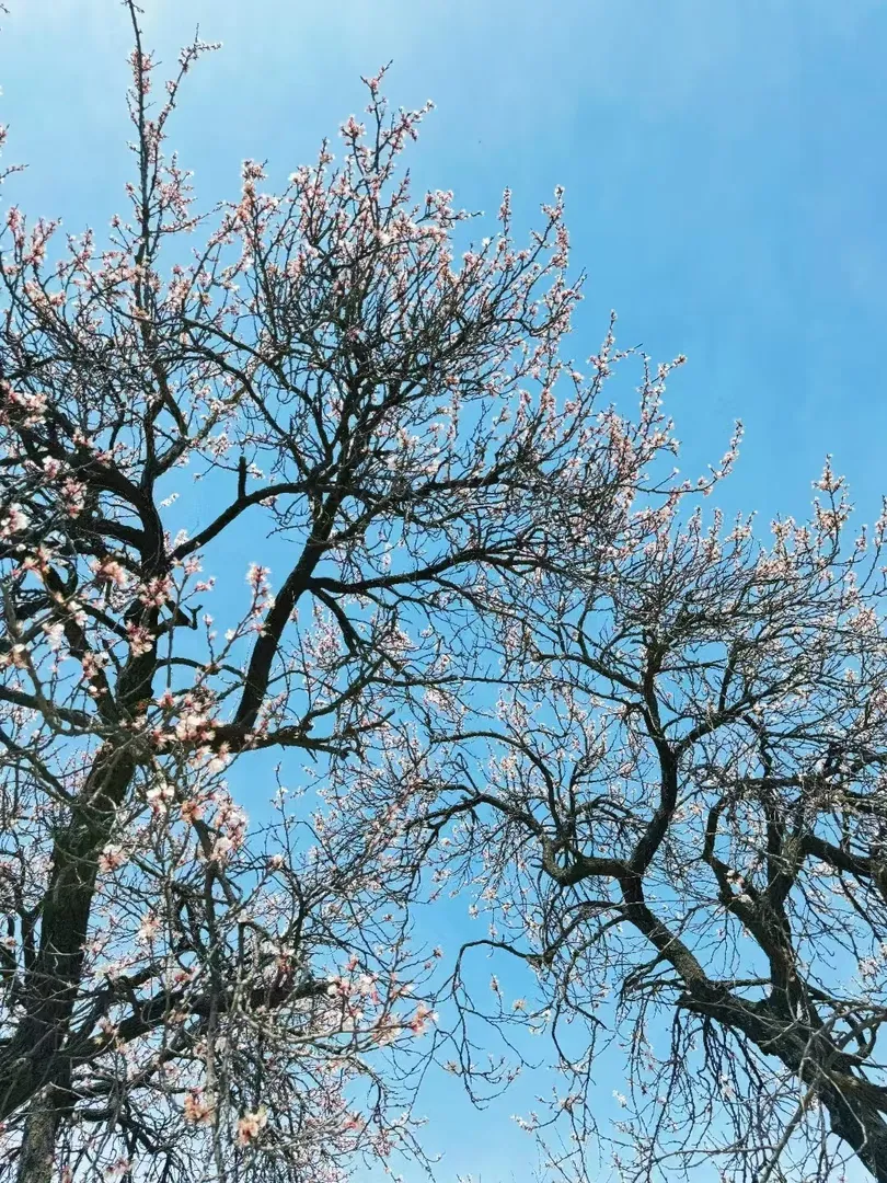 謝菲爾德，春天來了，找搭子來了🌸