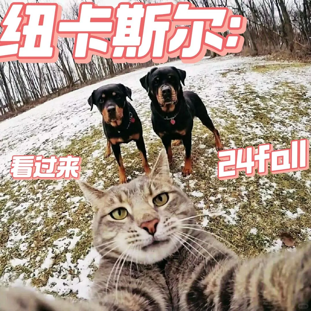有沒有紐卡斯爾的uu，快來報團啦！