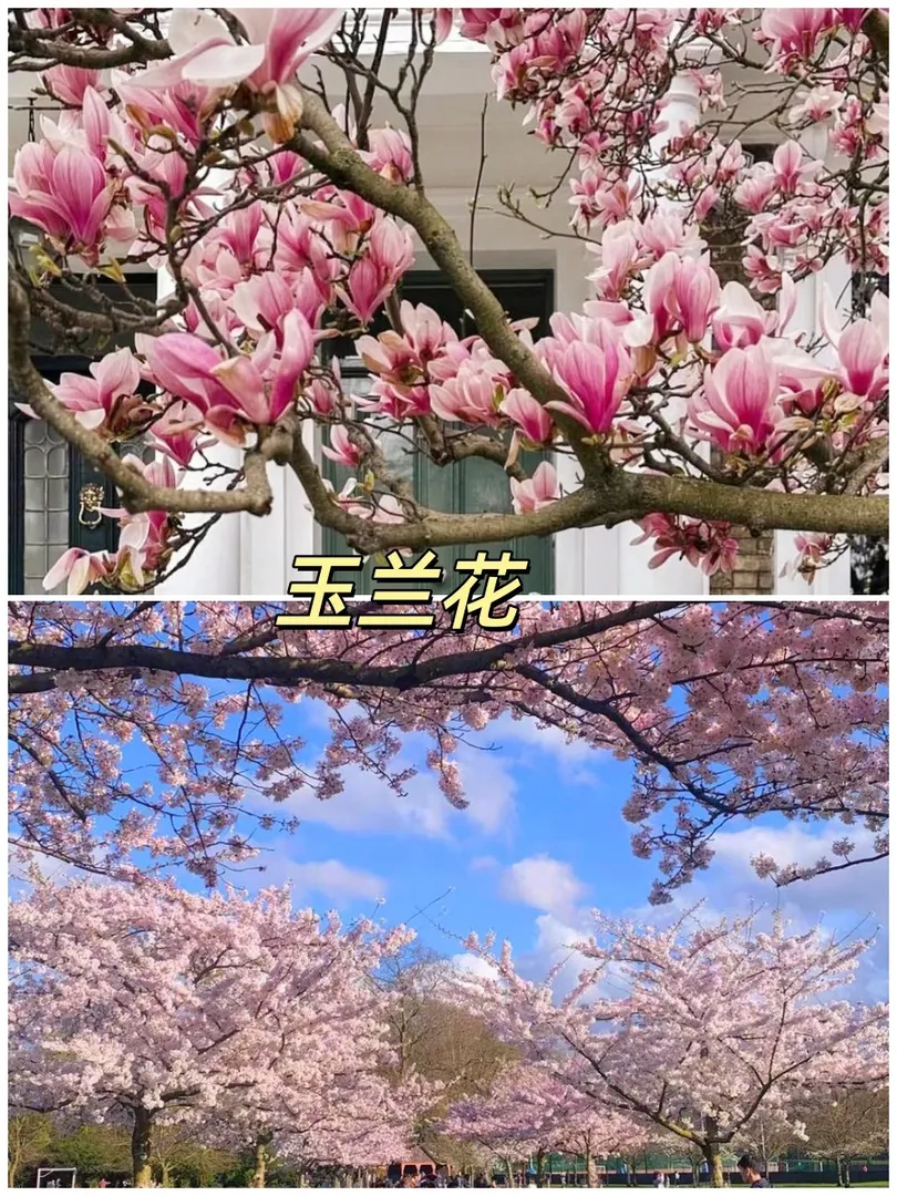 倫敦超全賞花好去處｜附花期版