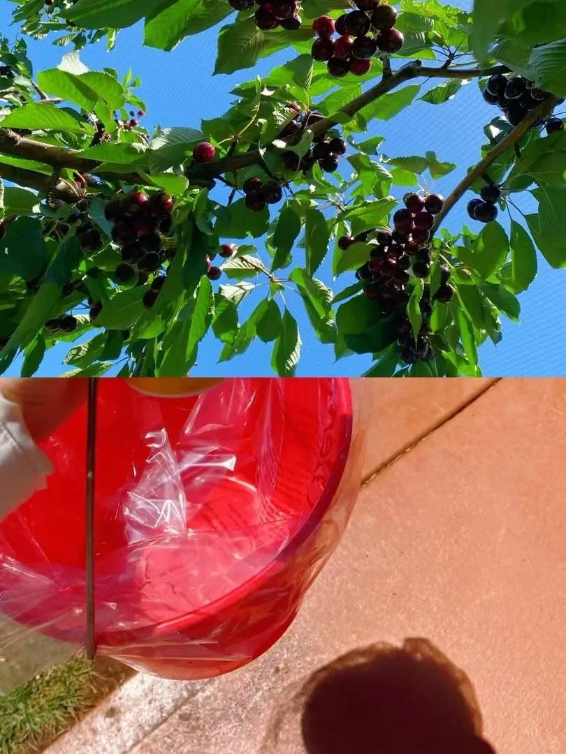 墨爾本｜🍒一年一度櫻桃採摘季來啦