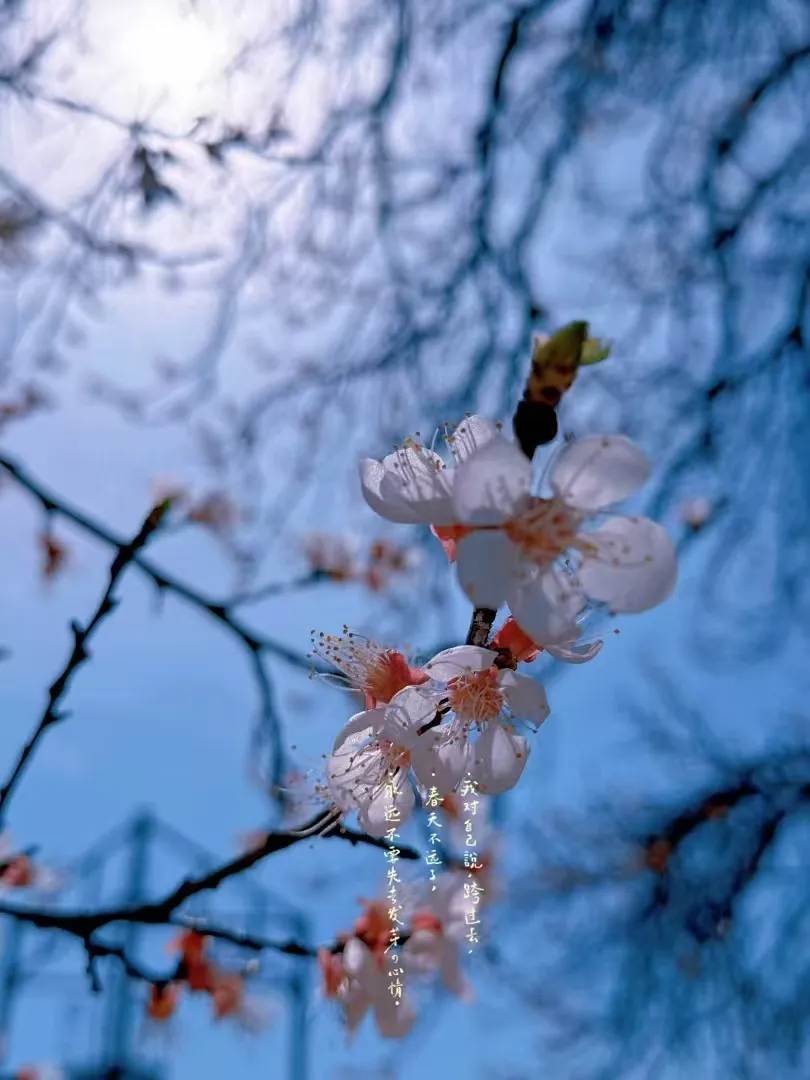 謝菲爾德，春天來了，找搭子來了🌸