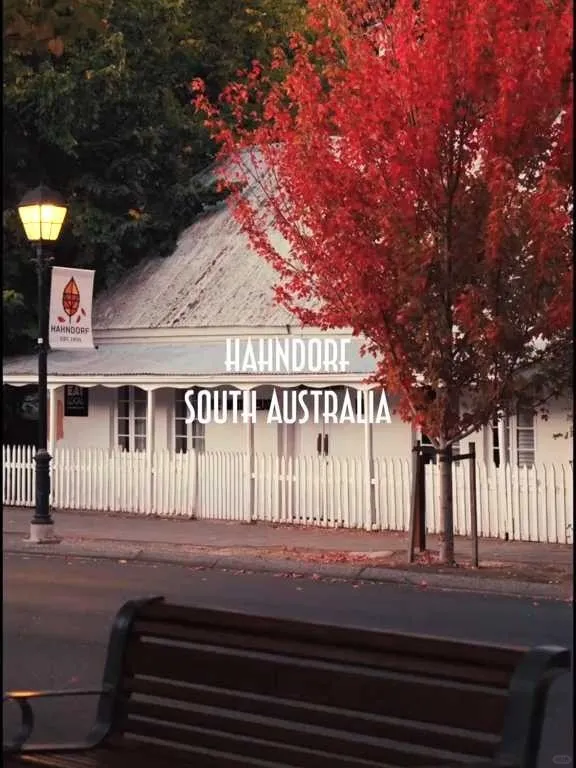 🇦🇺阿德萊德—楓葉🍁
