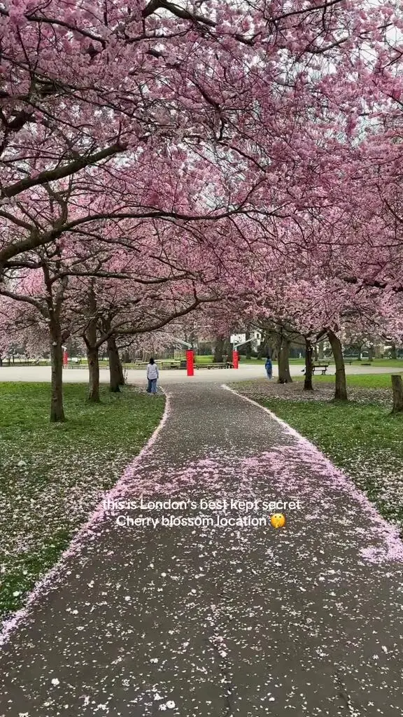 來倫敦Ravenscourt park看櫻花吧