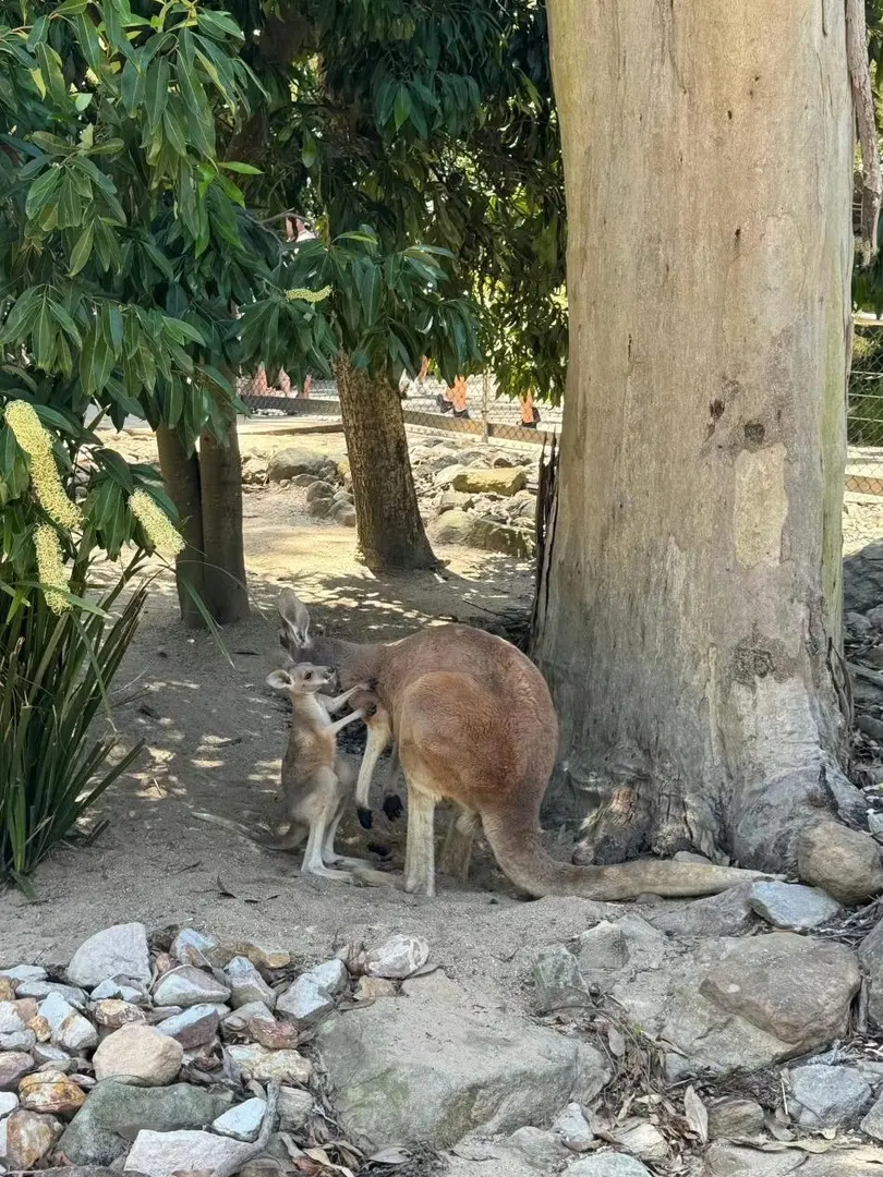 🇦🇺🦘說啥悄悄話呢❗️給我聽聽