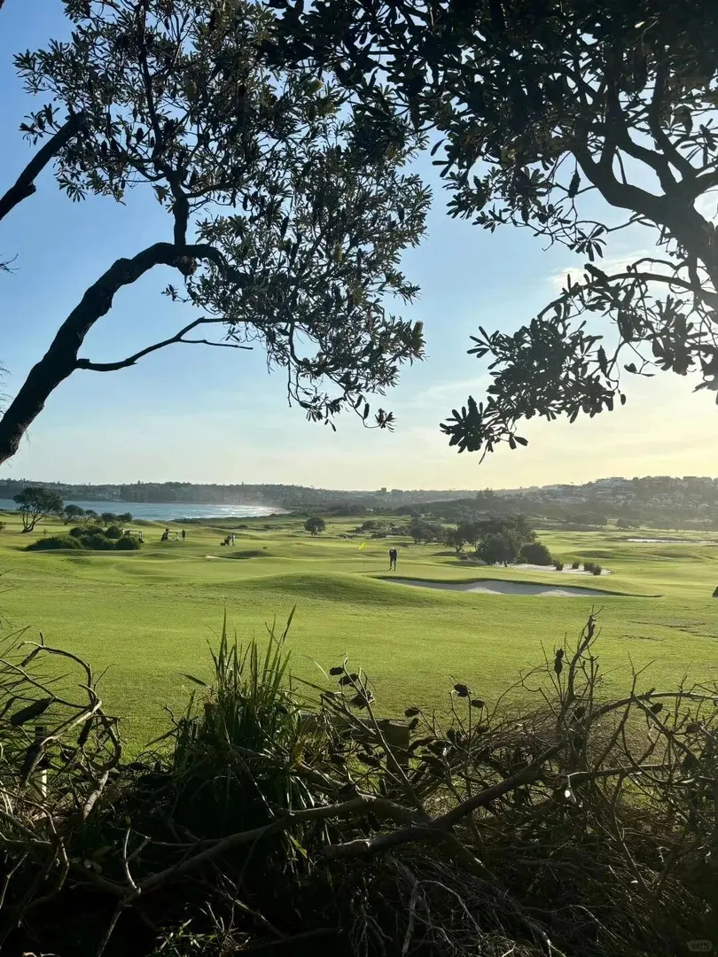 🇦🇺雪梨留子驚了，是美到炸的草地落日