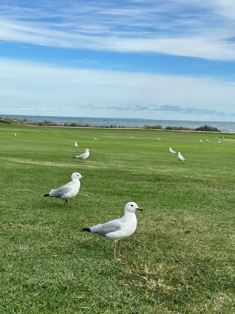 🇦🇺墨爾本闖入「漫畫世界」的結果...
