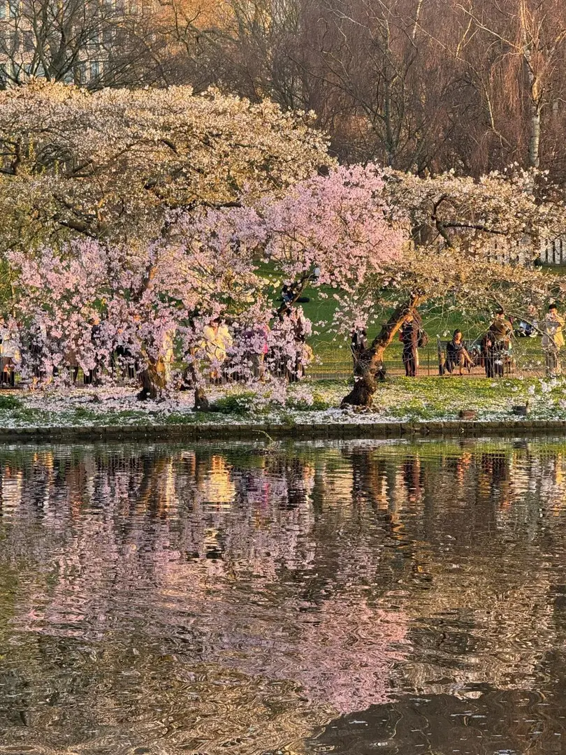 倫敦春季3-6月賞花好去處🌸