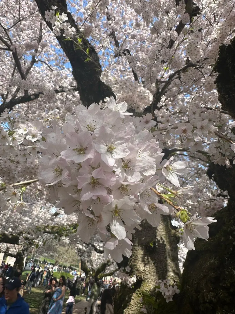 西雅圖｜春暖花開🌸