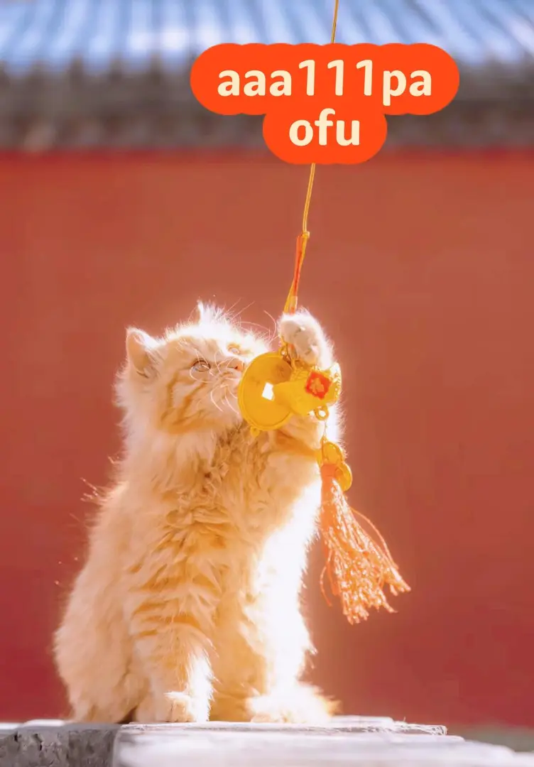 找組織的寶子們看過來~