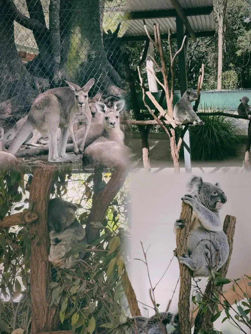 游雪梨｜🐨龍柏考拉動物園