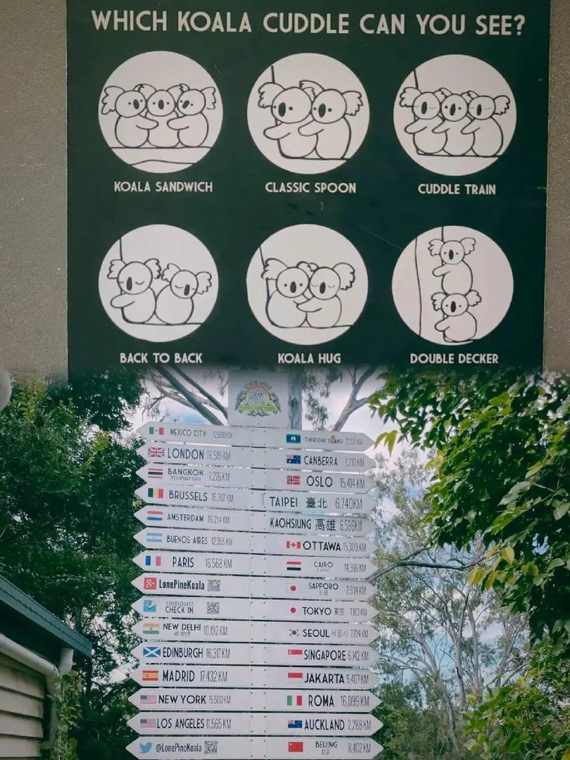 游雪梨｜🐨龍柏考拉動物園