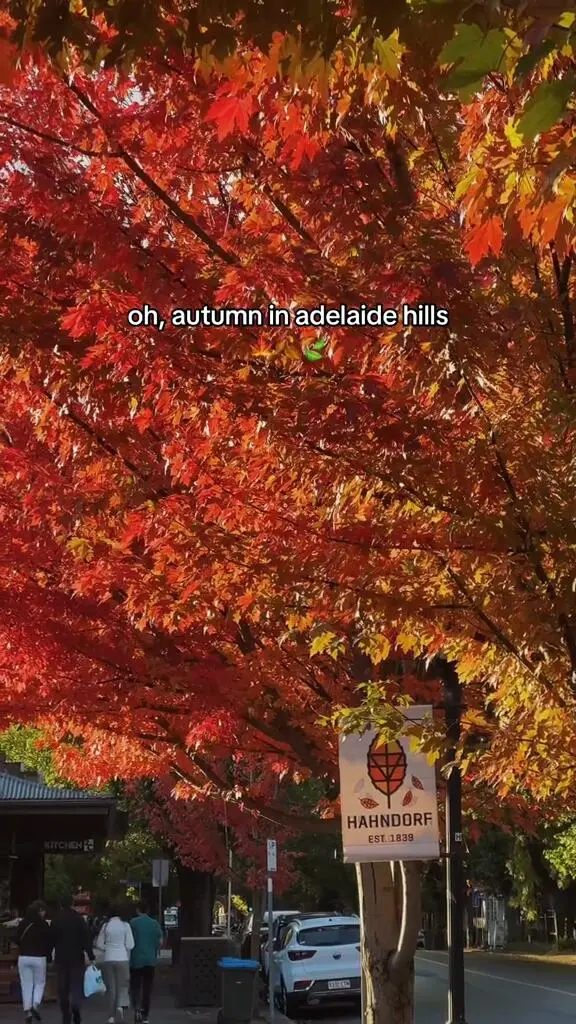 Adelaide｜生命就是要呆在這個地方