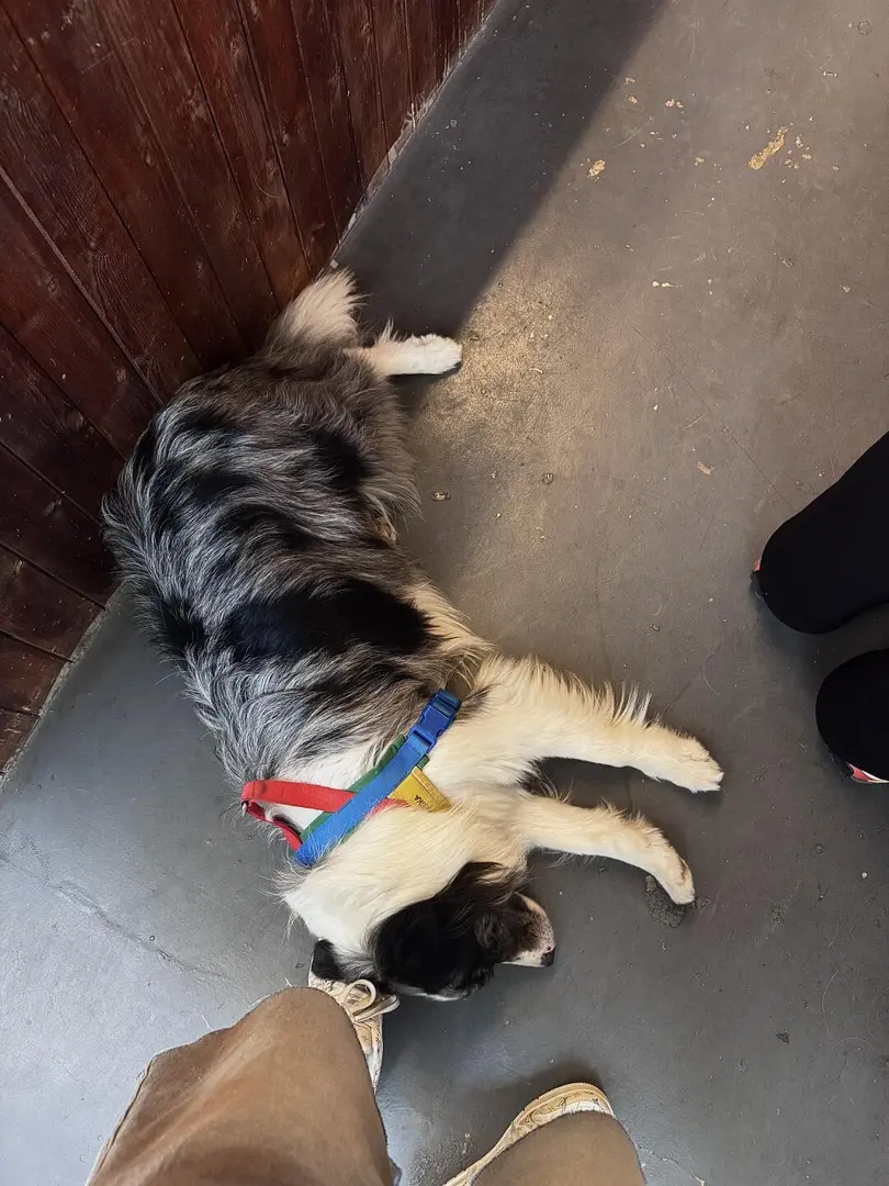 兩人一狗🐶