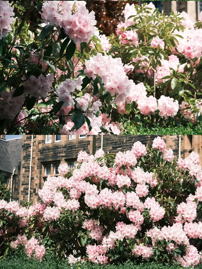 🇬🇧格拉斯哥丨主樓的花開啦～