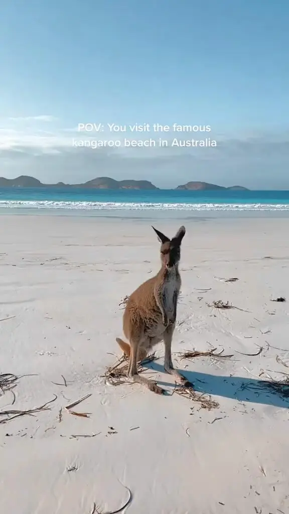Adelaide｜可可愛愛的袋鼠們～
