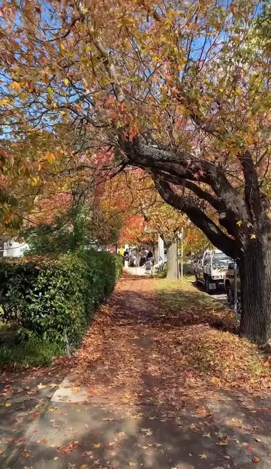 🇦🇺喜歡這樣的雪梨嗎👀