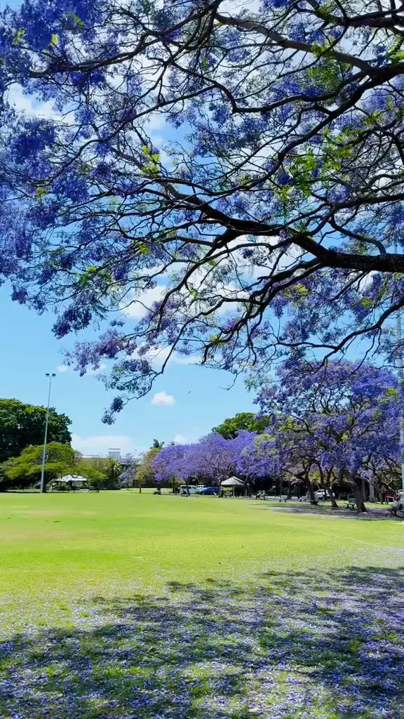 🇦🇺布里斯班庫存的藍花楹🌺