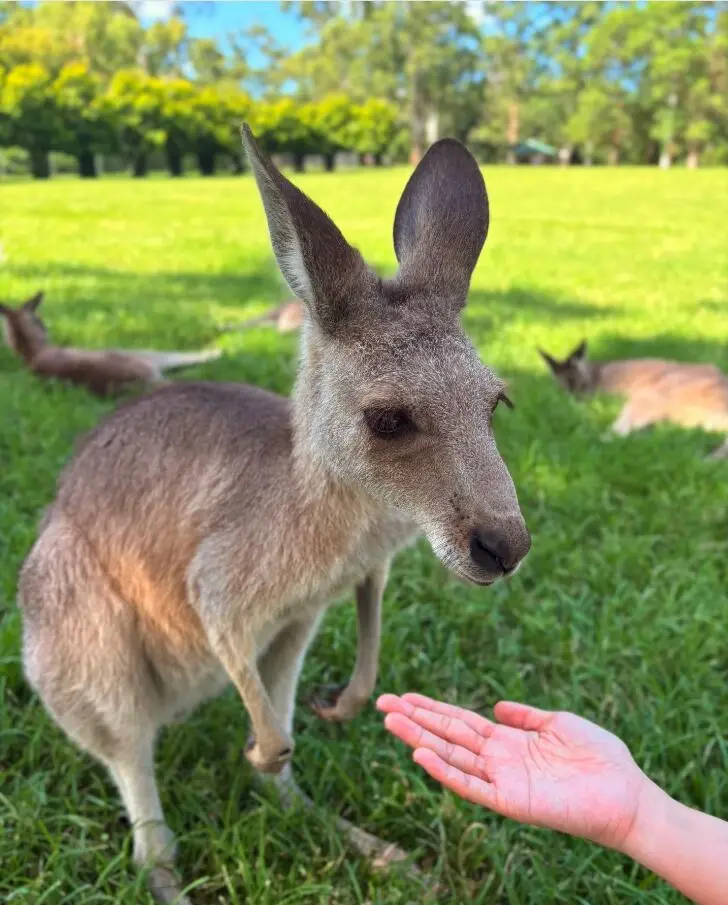 🇦🇺布里斯班 這個考拉真的好可愛！
