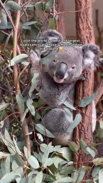 布里斯班｜一群可愛的小baby🐨