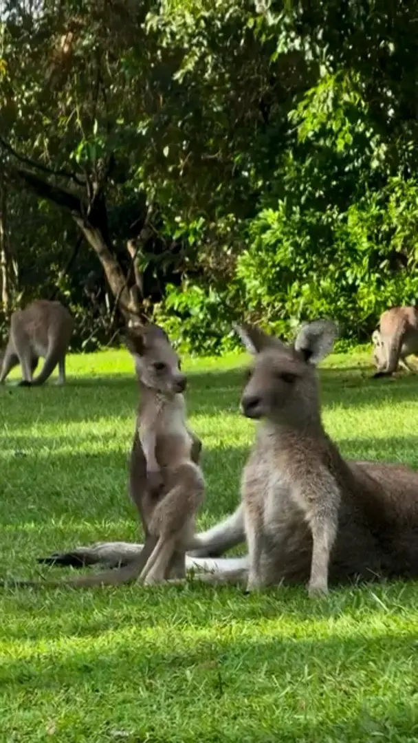 🇦🇺袋鼠媽媽和它調皮的逆子🦘