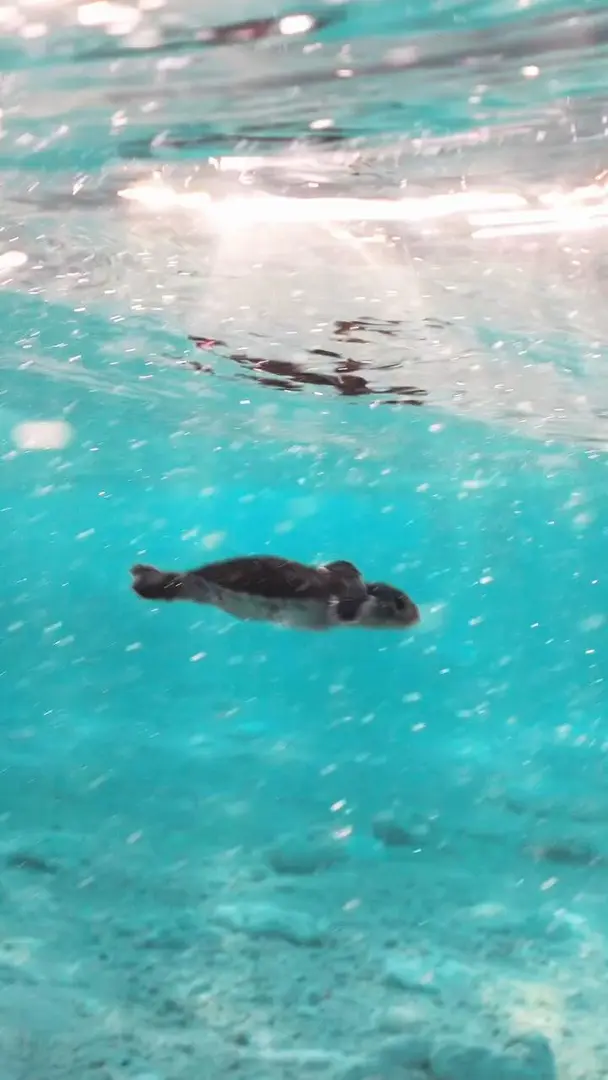 大海龜小海龜游泳