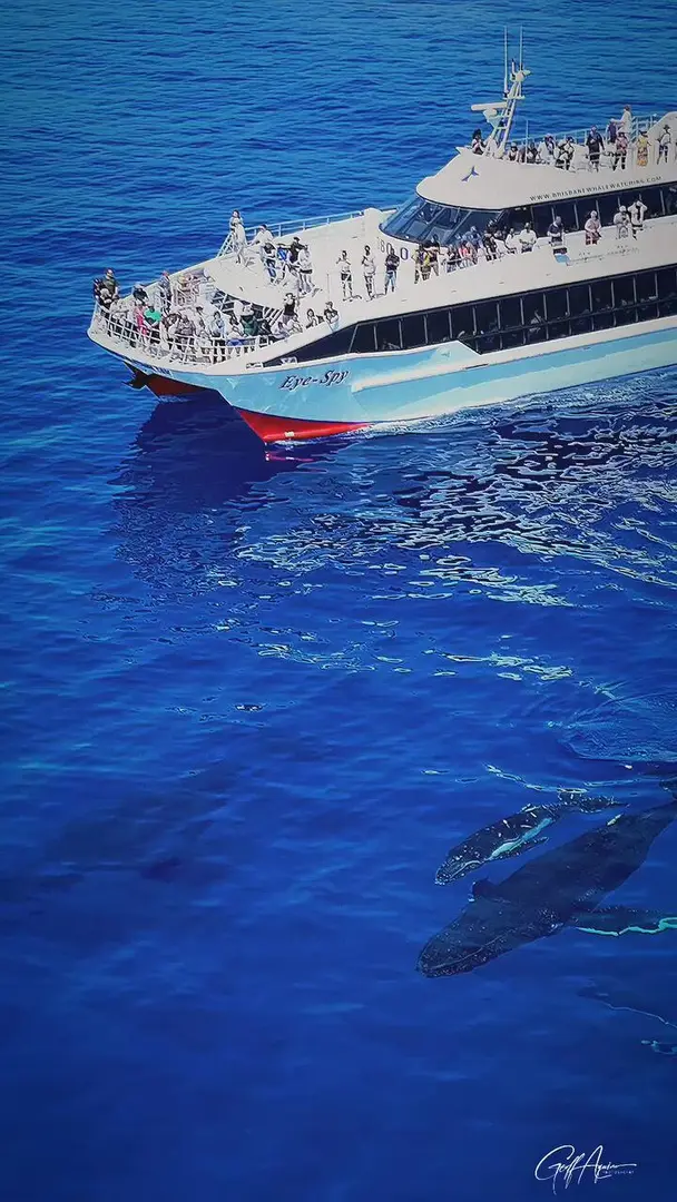 大海的波紋是鯨魚的呼吸——Moreton Bay