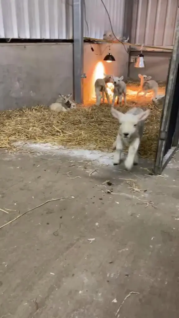 🇬🇧愛丁堡農場🐑🍓🐮