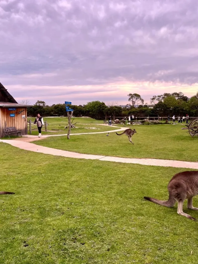 🇦🇺餵袋鼠