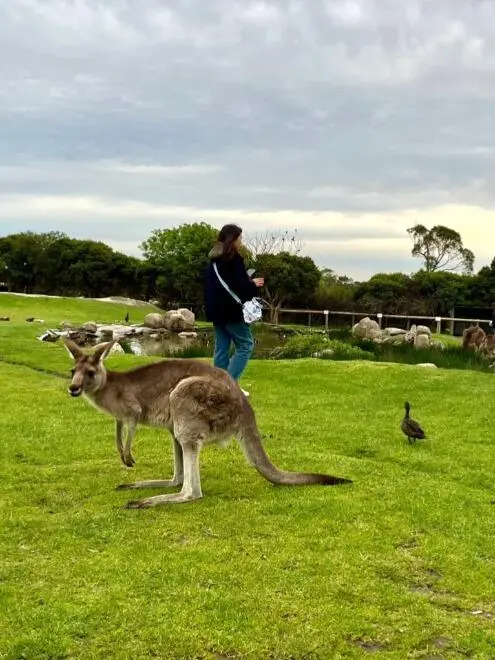 🇦🇺餵袋鼠